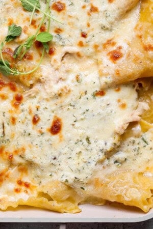 A close up of the corner of a sheet pan with chicken alfredo lasagna in it.